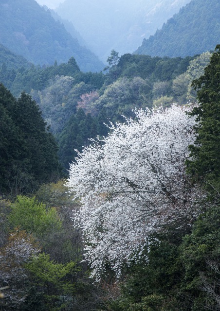 伏尾の一本桜