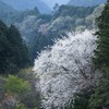 伏尾の一本桜