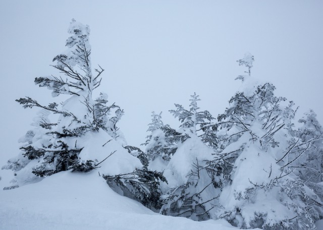 厳しさに耐える木