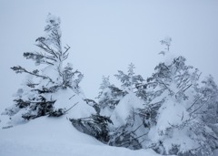 厳しさに耐える木