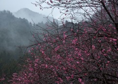 三重県美杉町１