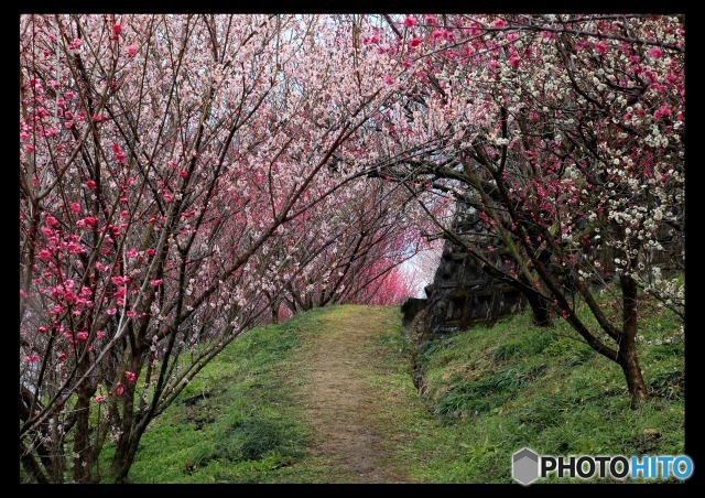 広橋梅林