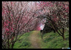 広橋梅林