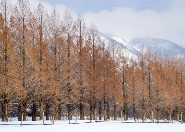 メタセコイア並木