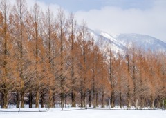 メタセコイア並木