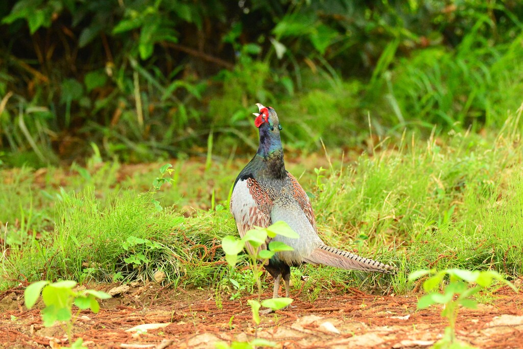 身近にいる野鳥DII！