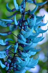 温室の花宴Ⅲ！