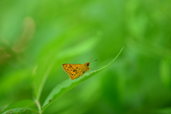里山の蝶LXXII！