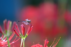 虫・昆虫と花X！