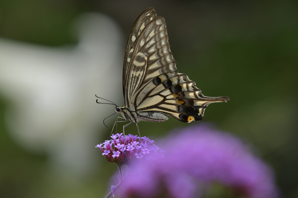 花と蝶II-CCIX！ by ライダースR69S （ID：13585072） - 写真共有