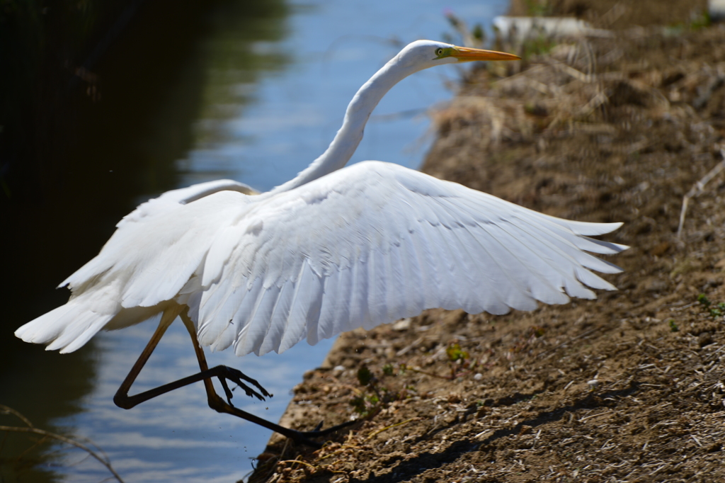 身近にいる野鳥LXXXI！
