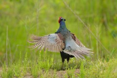 身近にいる野鳥CDXVIII！