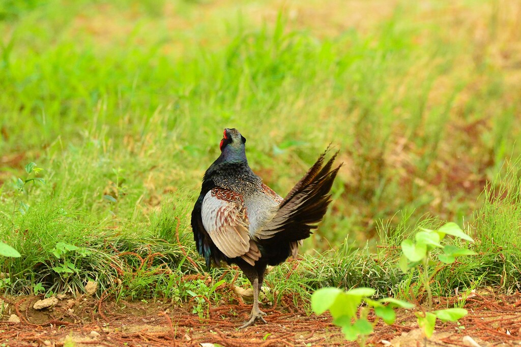 身近にいる野鳥DX！