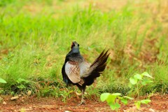 身近にいる野鳥DX！