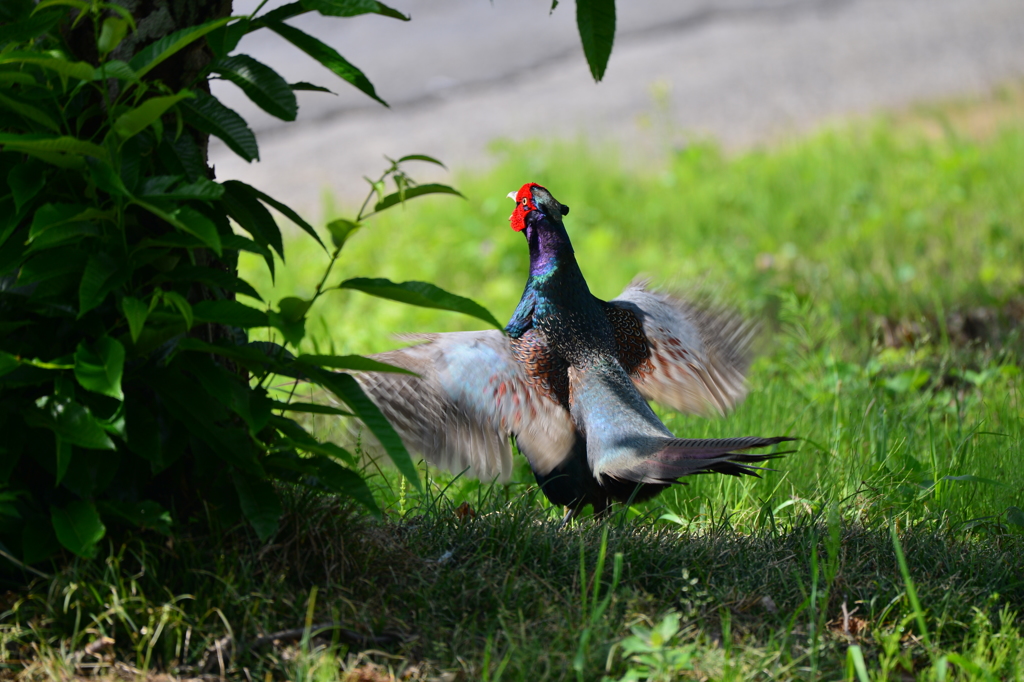 身近にいる野鳥XXXI！