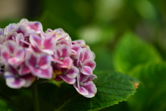 季節の花Ⅸ！