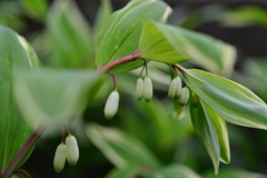 季節の花DCLXXXVIII！