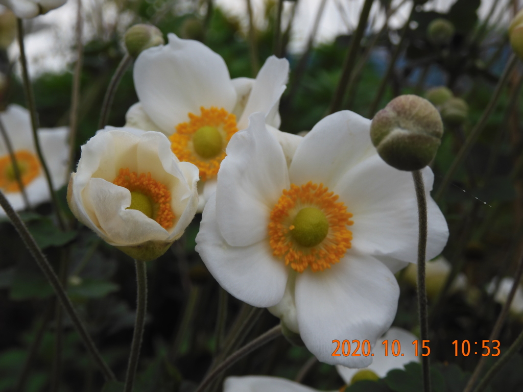季節の花DXXXIII！