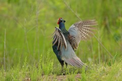 身近にいる野鳥CDXVI！
