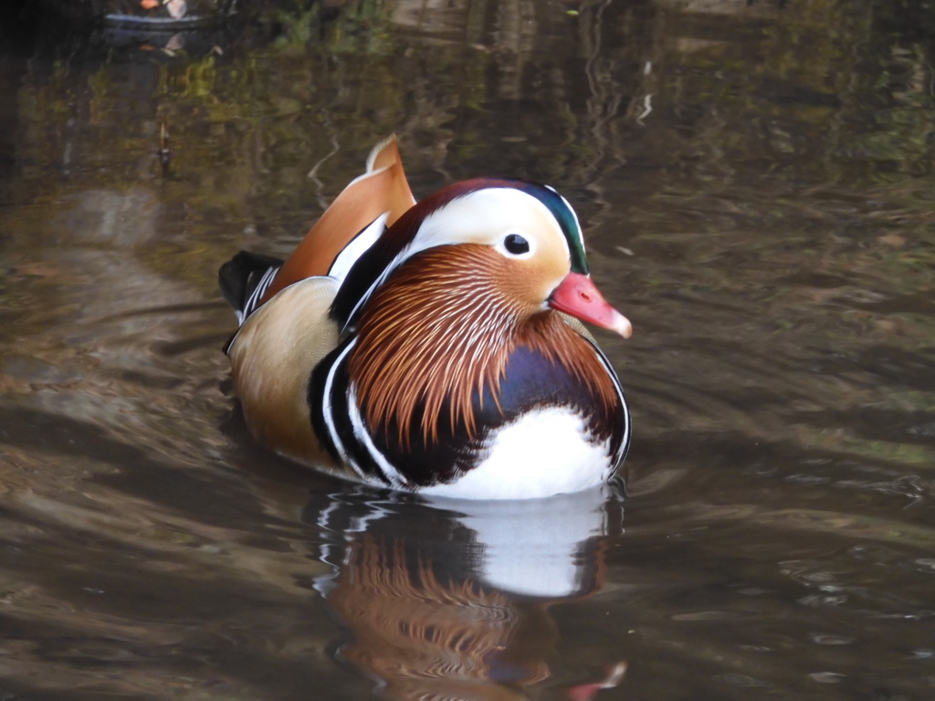 身近にいる野鳥CCLXXXIII！