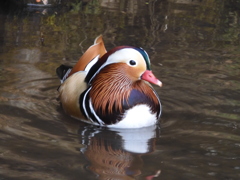 身近にいる野鳥CCLXXXIII！