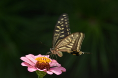 花と蝶II-XXXIX！