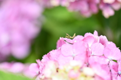 虫・昆虫と花CXIII！