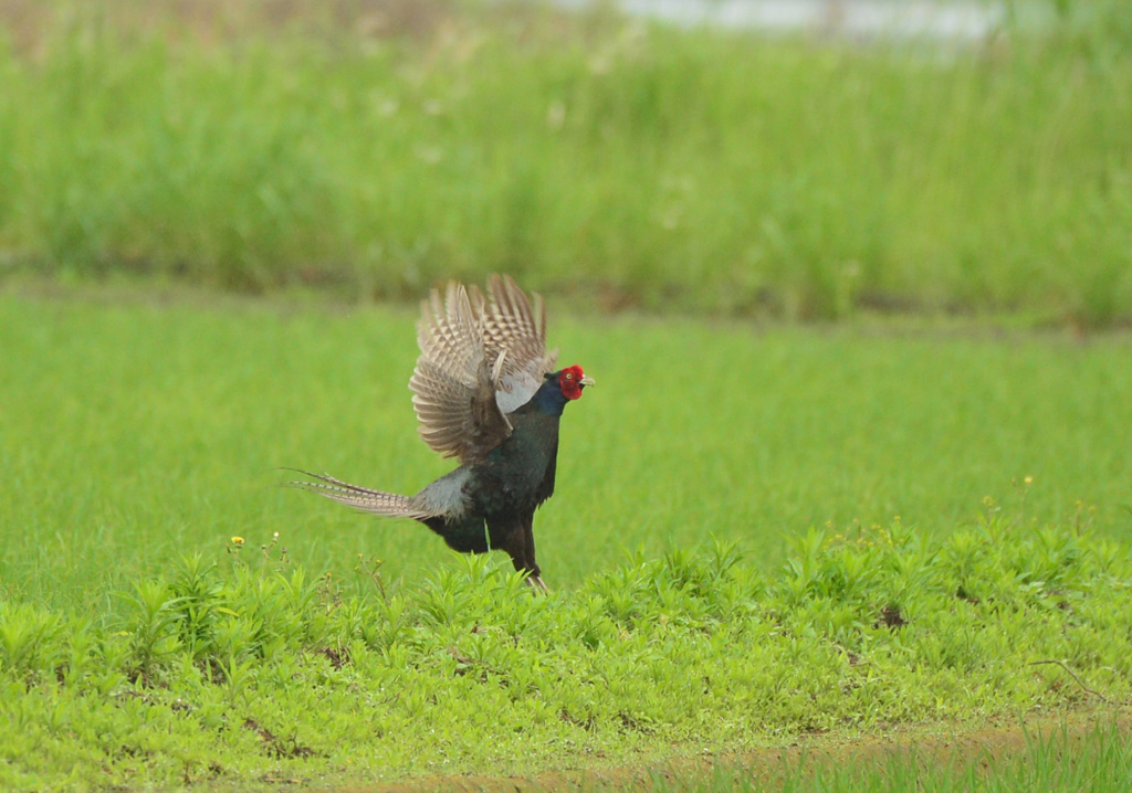 身近にいる野鳥CCCLXXVII！