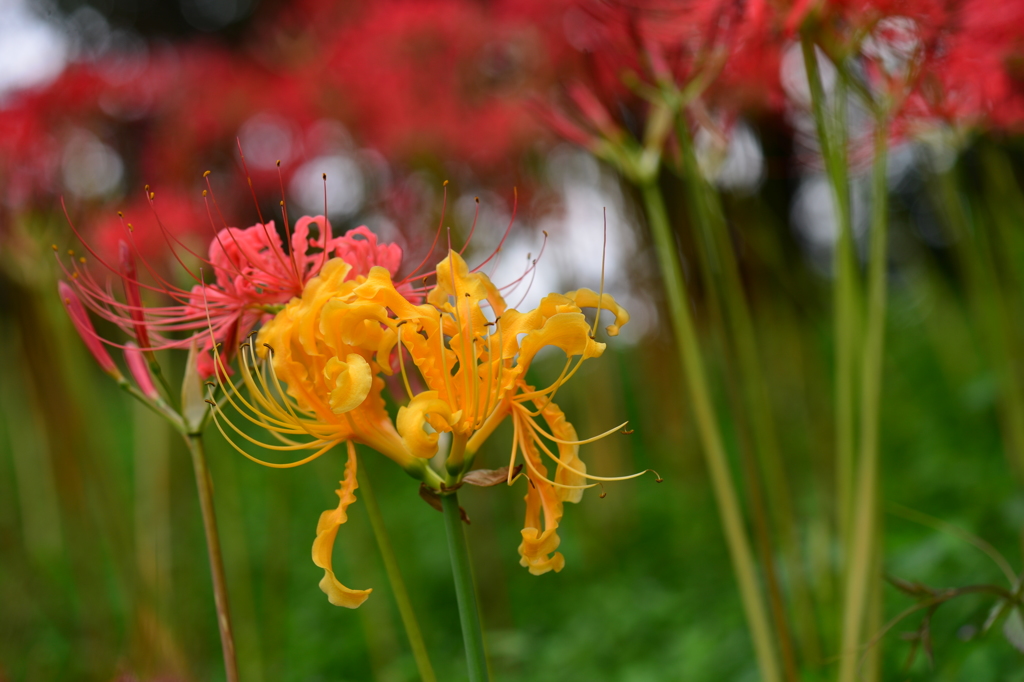 季節の花XXXI！