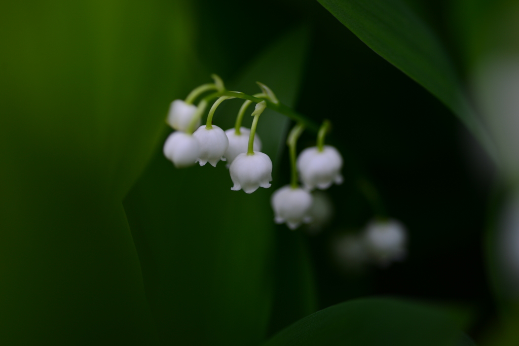 季節の花DCCXII！