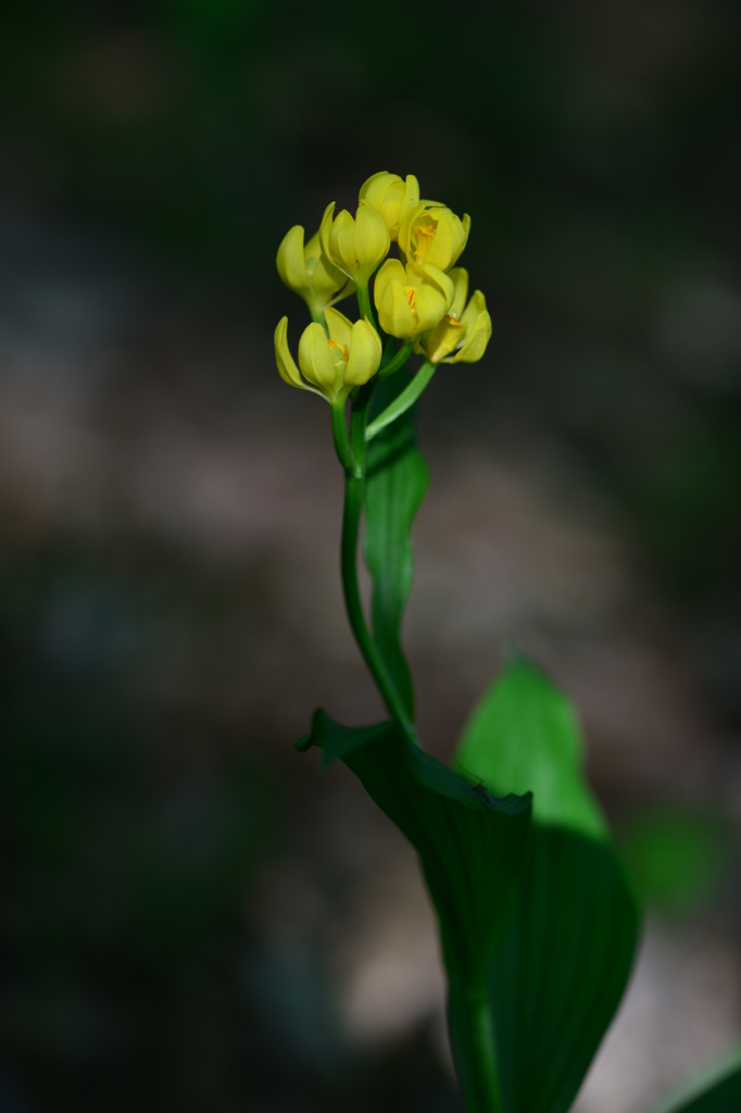 里山可憐花Ⅶ！