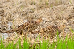 身近にいる野鳥CDXLIX！