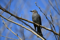 身近にいる野鳥CCIII！