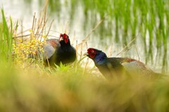 身近にいる野鳥CDXXXV！