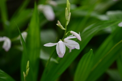 季節の花CDXLII！