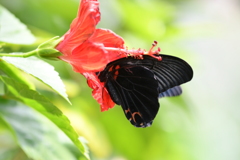 南国の蝶LVIII！