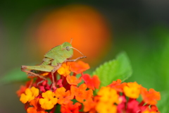 虫・昆虫と花XV！