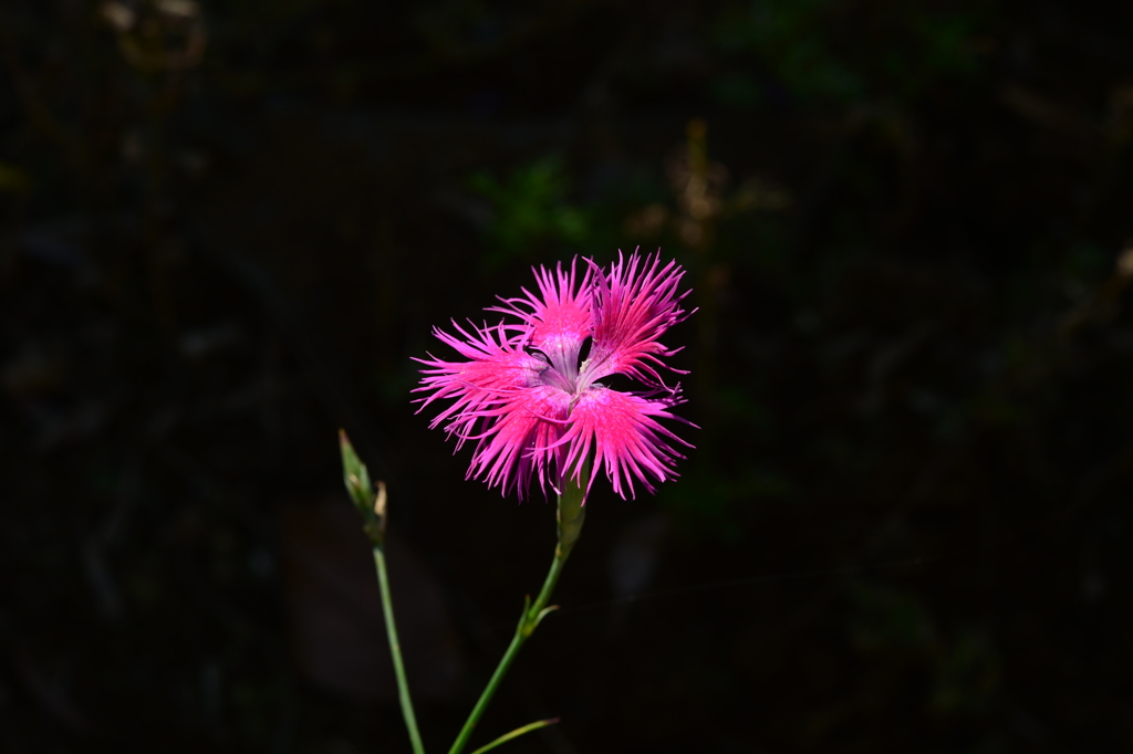 季節の花MLXXI！