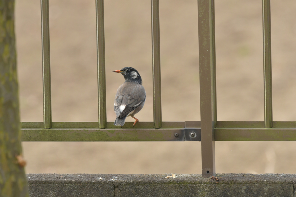 身近にいる野鳥DXVI！