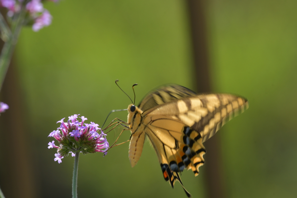 花と蝶II-LXXXII！