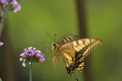 花と蝶II-LXXXII！