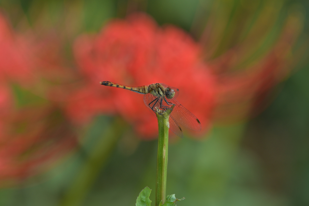 里山のトンボCCCLXXIV！