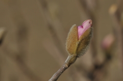 季節の花DCCCXLI！