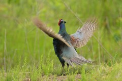 身近にいる野鳥CDXVII！