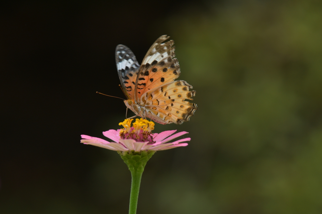 花と蝶II-CXVII！