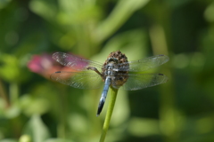 里山のトンボCCCLXVI！