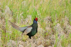 身近にいる野鳥CDXCIII！