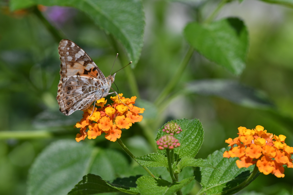 花と蝶DCCCLXXXIX！