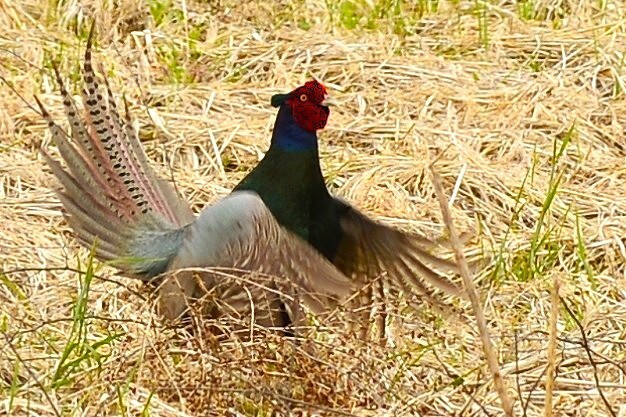 身近にいる野鳥CDII！