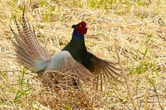 身近にいる野鳥CDII！